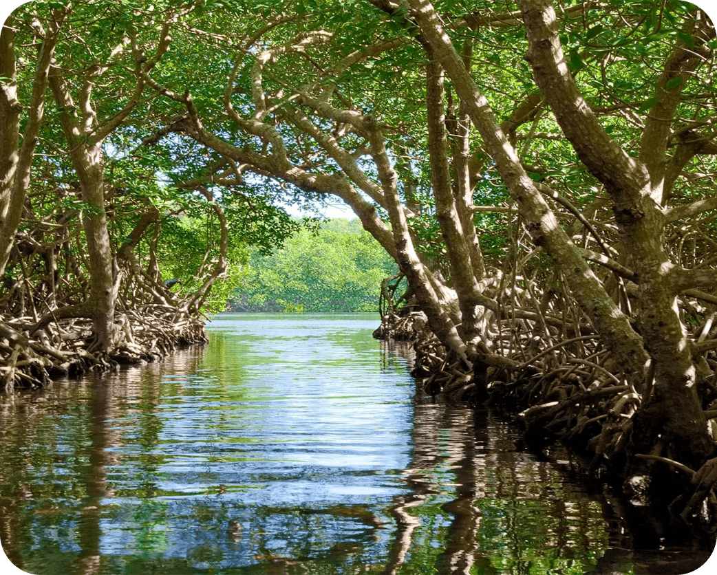 | Cruise to the Edge Mangrove trees arch over a calm tidal channel with tangled roots and reflections in the water.